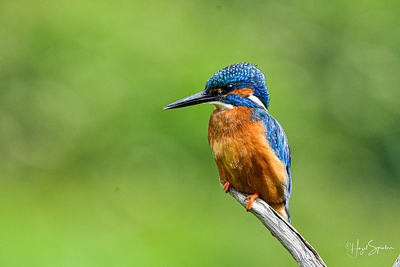 Kingfishers signed (121 of 296)