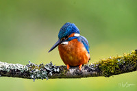 Kingfishers signed (58 of 296)