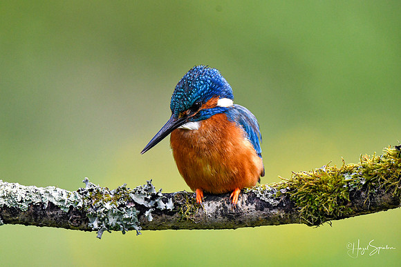 Kingfishers signed (58 of 296)