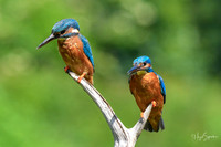 Kingfishers signed (235 of 296)