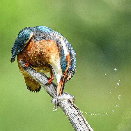 Kingfisher 19