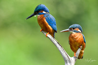 Kingfishers signed (169 of 296)