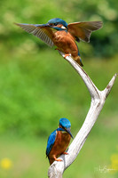 Kingfishers signed (265 of 296)