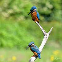 Kingfishers signed (218 of 296)