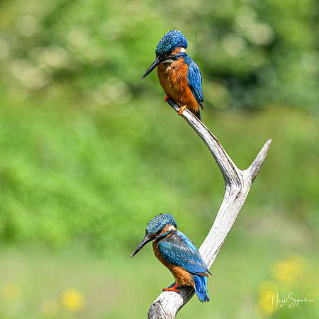 Kingfishers signed (218 of 296)