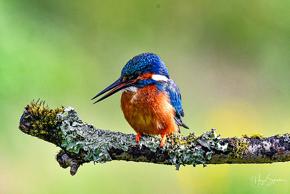 Kingfishers signed (30 of 296)