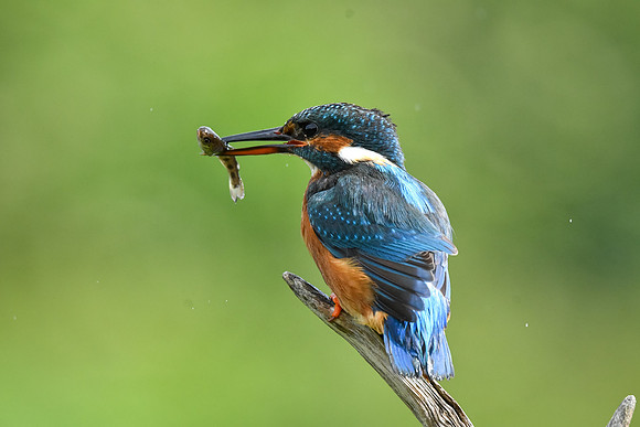 Kingfisher 15