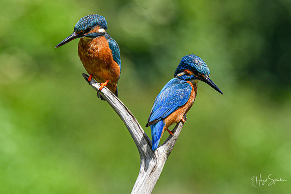Kingfishers signed (201 of 296)