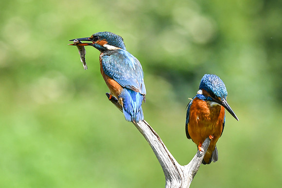 Kingfisher 28