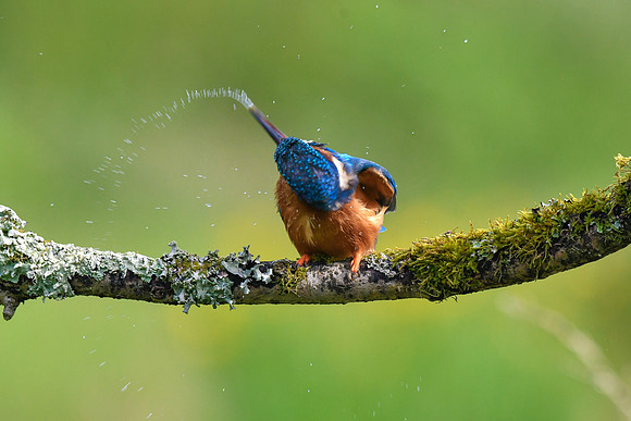 Kingfisher 3