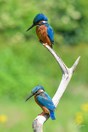 Kingfishers signed (219 of 296)