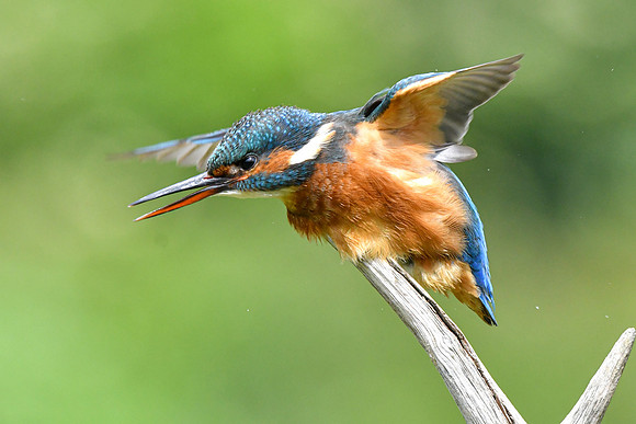 Kingfisher 29