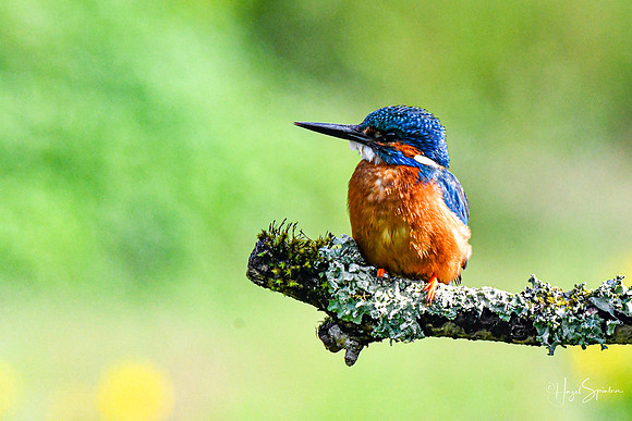 Kingfishers signed (20 of 296)