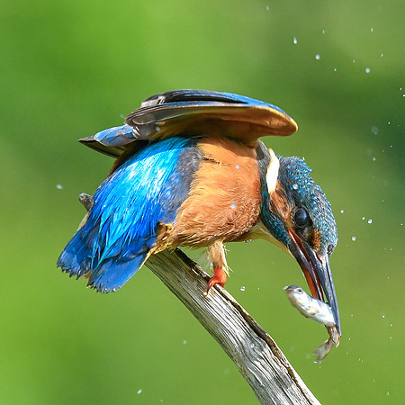 Kingfisher 11