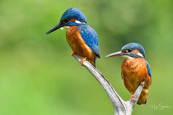 Kingfishers signed (167 of 296)