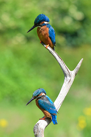 Kingfisher 23