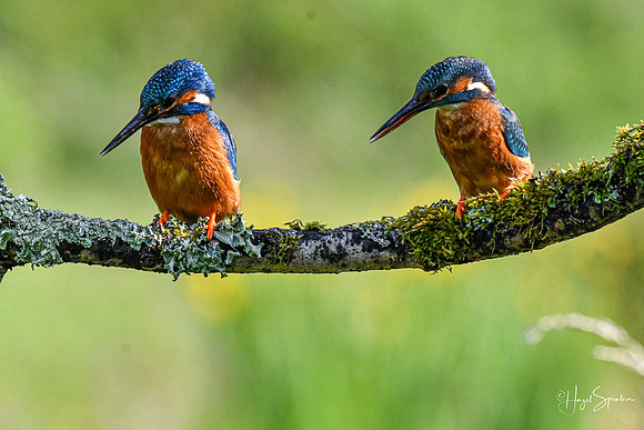 Kingfishers signed (9 of 296)