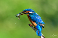 Kingfishers signed (210 of 296)