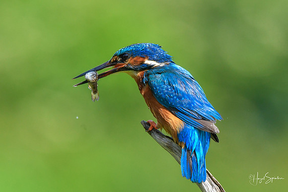 Kingfishers signed (210 of 296)