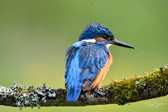 Kingfishers signed (53 of 296)