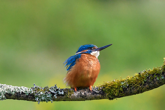 Kingfisher 4