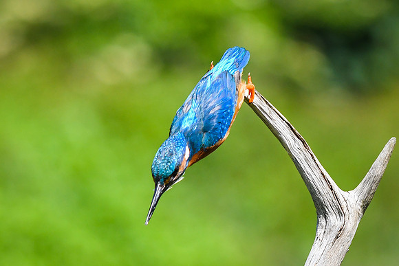 Kingfisher 22