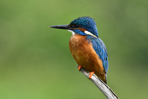 Kingfisher 16