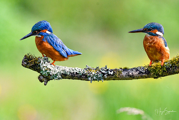 Kingfishers signed (73 of 296)