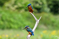 Kingfishers signed (273 of 296)