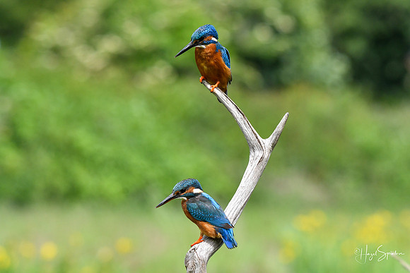 Kingfishers signed (273 of 296)