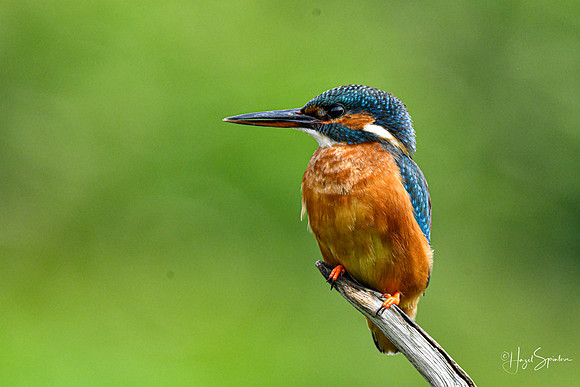 Kingfishers signed (147 of 296)