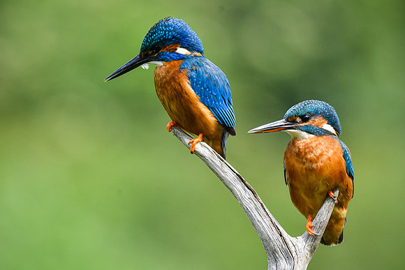 Kingfisher 17