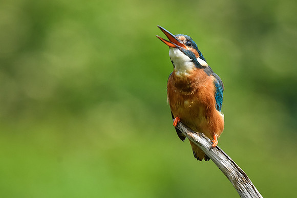 Kingfisher 12