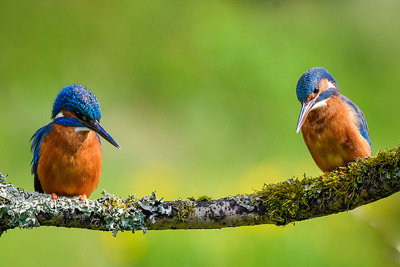 Kingfisher 5