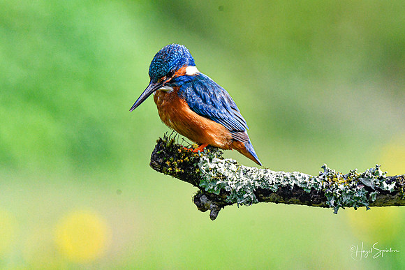 Kingfishers signed (31 of 296)