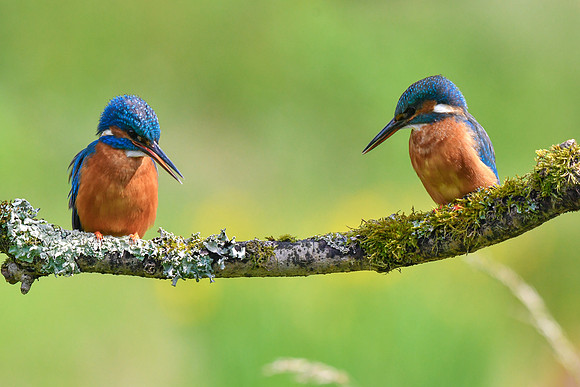 Kingfisher 6