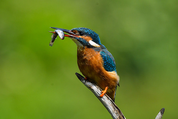 Kingfisher 21