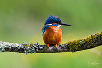 Kingfishers signed (57 of 296)