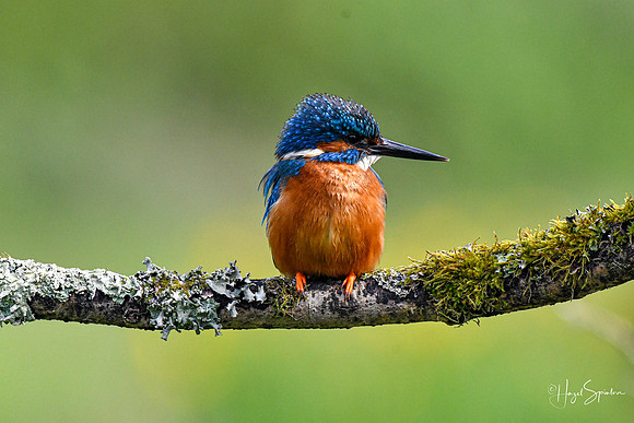 Kingfishers signed (57 of 296)