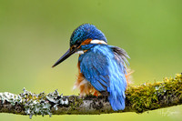 Kingfishers signed (54 of 296)